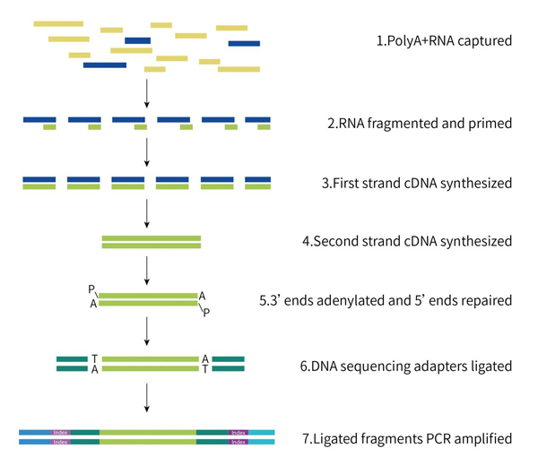 RNA-Library-Preparation-Flow-Chart