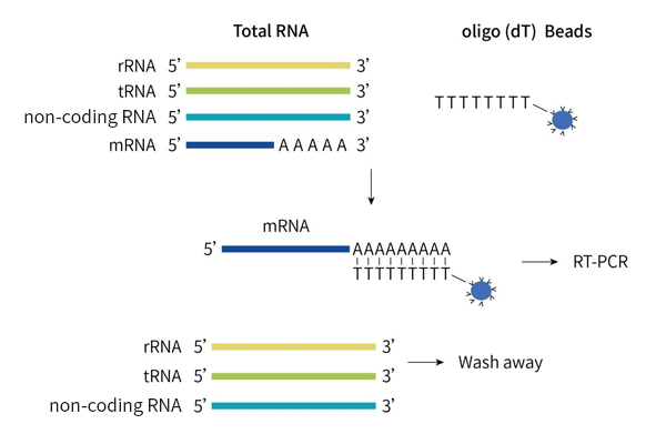 mRNA-Enrichment-Flow-Chart