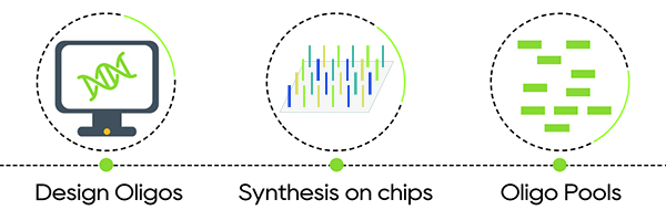custom oligo pool
