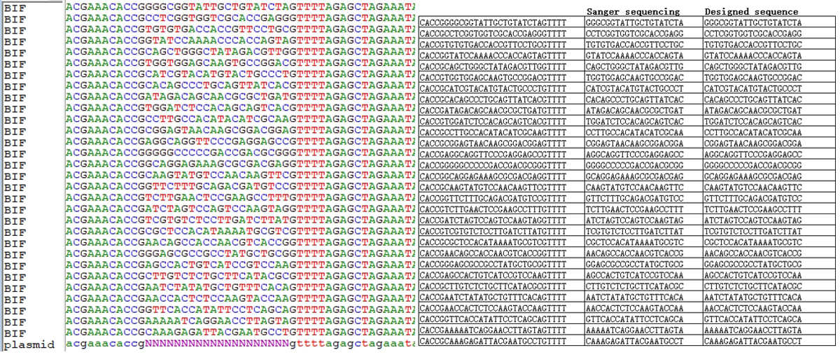 Sanger Sequencing Results