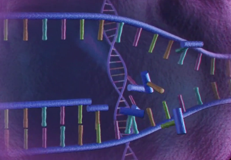 DNA Synthesis