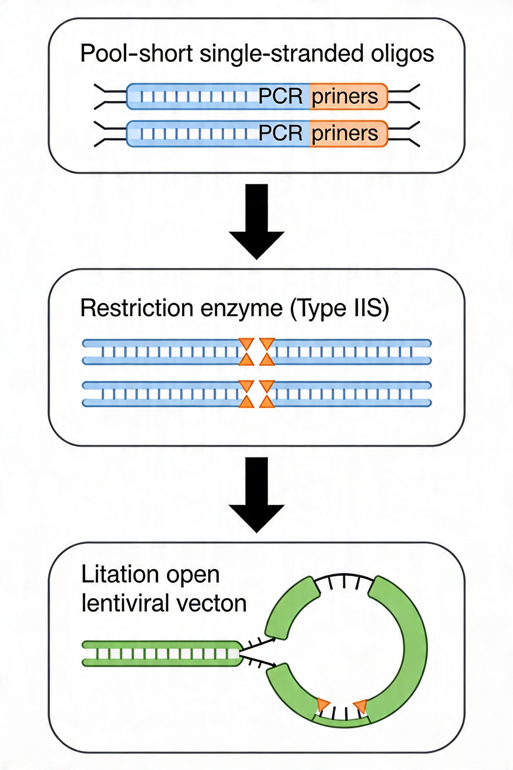 PCR_cloning_flow
