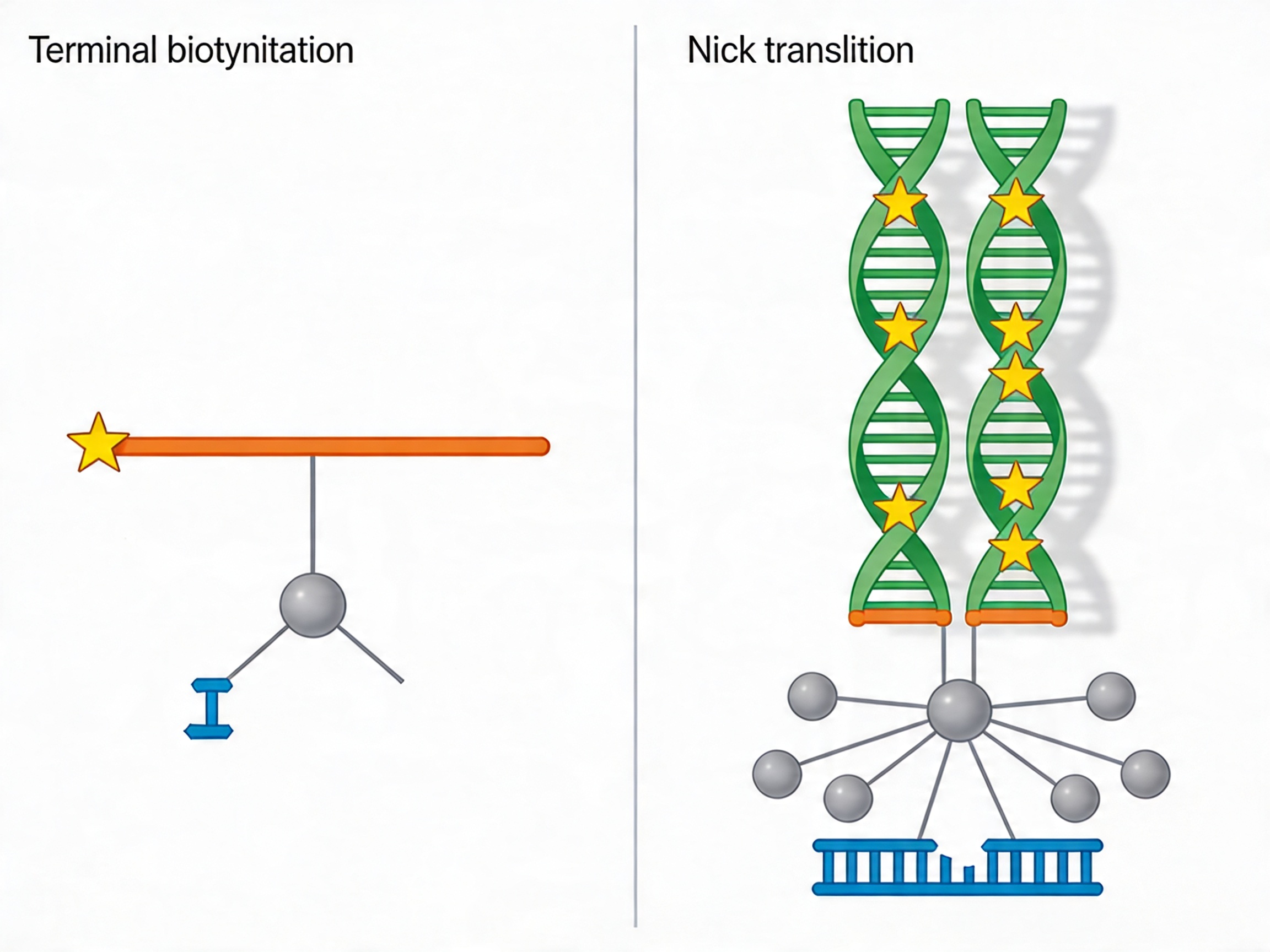 biotinylation_methods