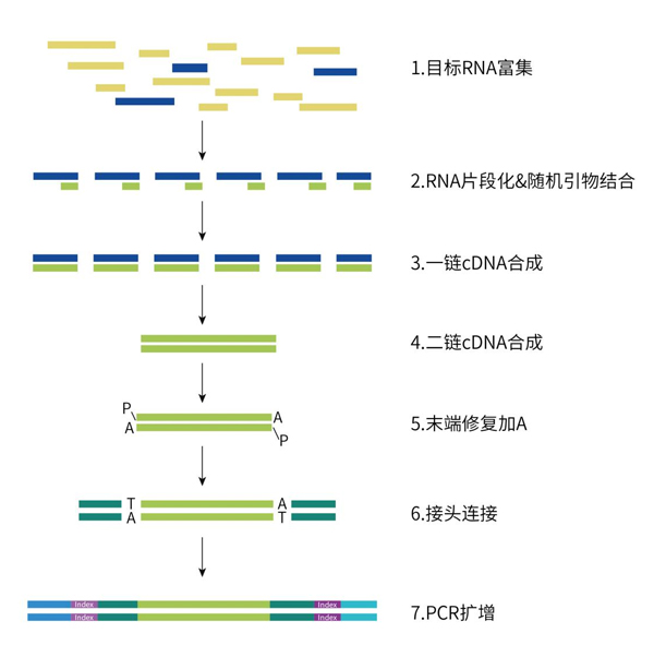 RNA建库流程图
