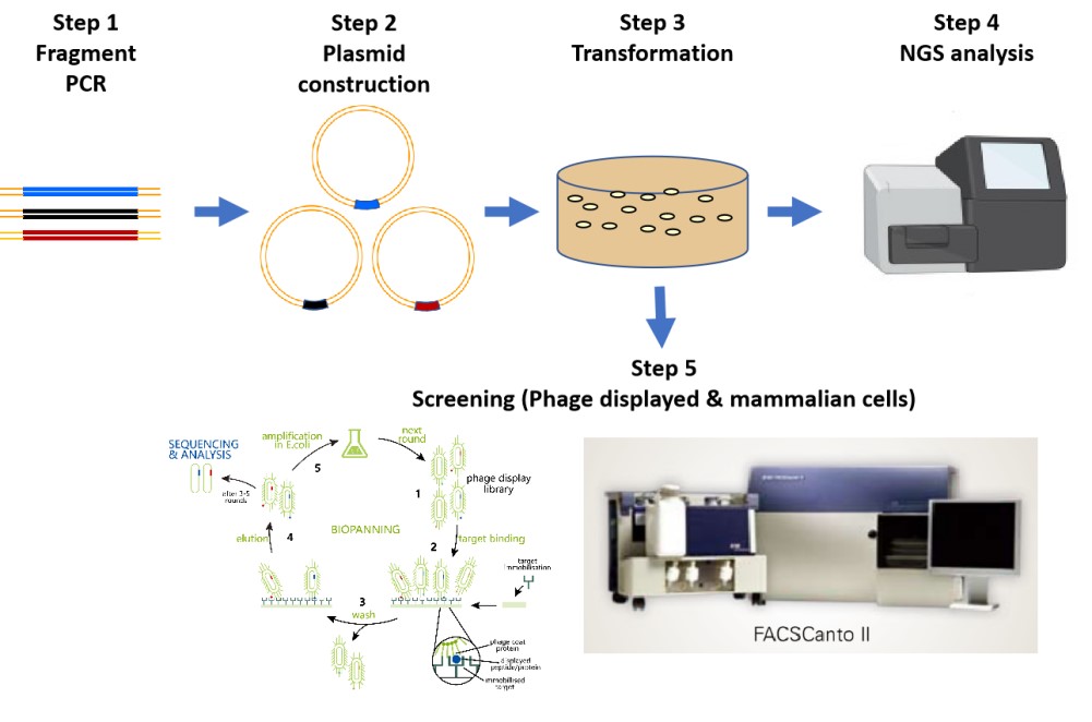 antibody library workflow