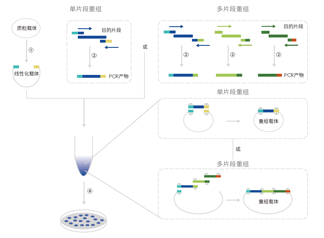 cloning workflow-CN